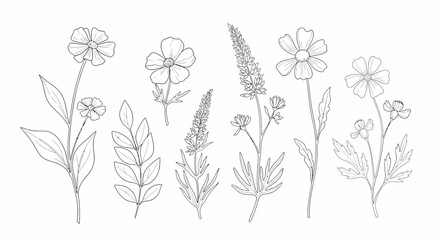 Delicate Line Art Assorted Wildflowers and Foliage Botanical Illustration.