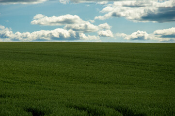 Obraz premium Lush green wheat stretches across the horizon under a beautiful sky filled with fluffy clouds, showcasing nature's tranquility