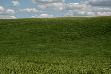 Expansive green wheat field stretches across the landscape, illuminated by sunlight beneath a blue sky with clouds