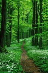 Green forest path nature background