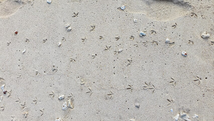 Tiny bird footprints create intricate patterns across the fine white sand of a beach in Okinawa,...