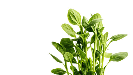 Bright green leaves of a plant stand out beautifully against a dark background, showcasing freshness.