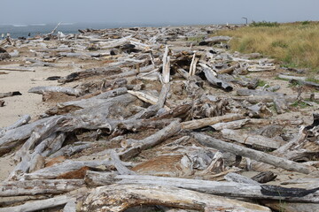 Driftwood on beach at Taft, Oregon