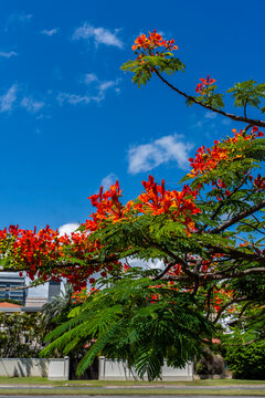 Caribbean flame tree in San Juan Puerto Rico