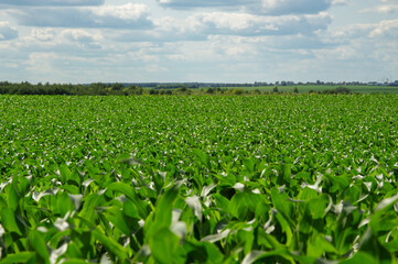 Green corn plants flourish in a vast field, showcasing agricultural growth on a clear day with...