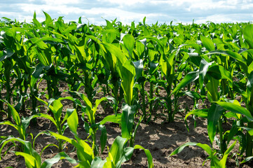 Corn plants thrive in rich soil, reaching towards the sun in a lush green agricultural landscape