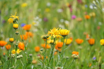 Wilde bunte schöne fröhliche Blumen Wiese für Insekten