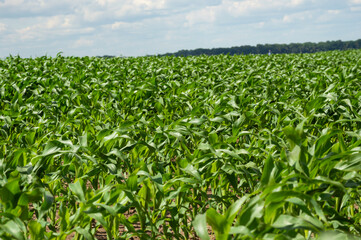 Rows of healthy corn plants stretch across the landscape, thriving in the warm sunlight of mid-summer on a sunny day