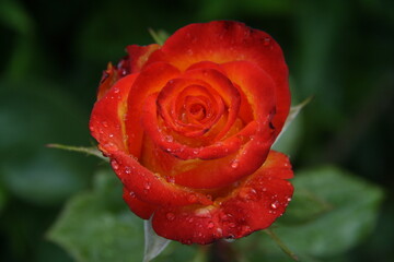Red rose flower with water droplets macro