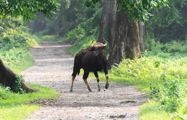 Indian gaur with a majestic posture.