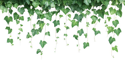Fototapeta premium Green ivy vines with variegated leaves hanging down isolated on transparent background