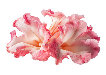 Beautiful pink Adenium obesum flowers isolated on white or transparent background