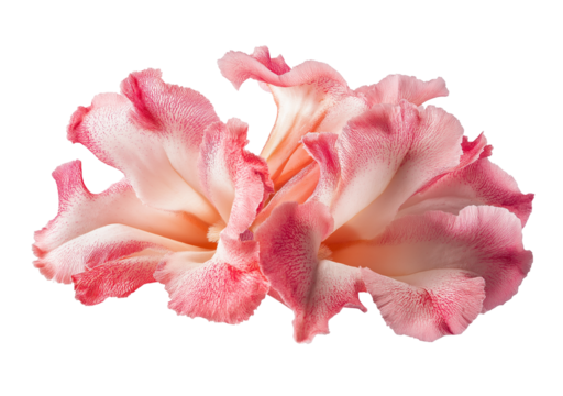 Beautiful pink Adenium obesum flowers isolated on white or transparent background