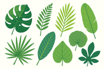 Tropical leaves collection. Exotic jungle foliage set. Palm, monstera, banana, fern, philodendron, lotus, cartoon green leaf elements. Flat botanical vector illustration isolated