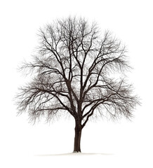 Dead tree without leaves and ton of branches isolated on white or transparent background