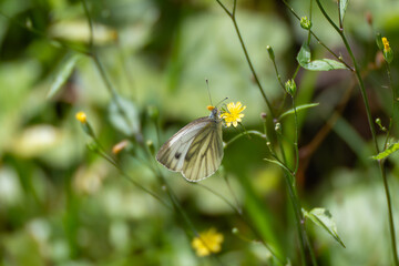A white butterfly rests gently on a yellow wildflower in the sunlight. Its wings display delicate patterns in gray and brown.