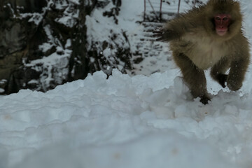 An energetic Japanese snow monkey with a red face leaps through deep powder snow, captured in...