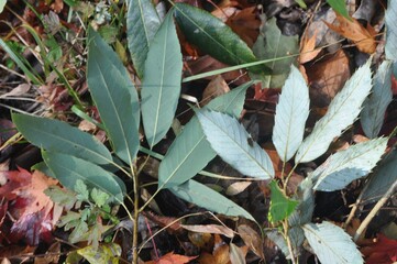 Comparison of Quercus acuta and Quercus salicina leaves