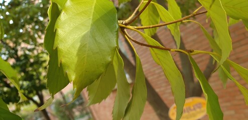 Leaves of Quercus acuta in close-up view