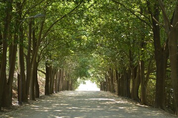 Street lined with Quercus acuta trees