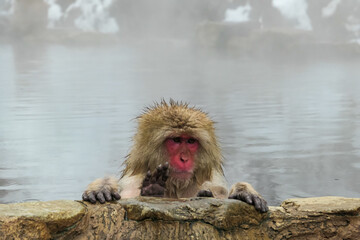 A funny Japanese snow monkey with a bright red face relaxes in a steamy onsen, seemingly waving its...