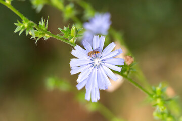 A small hoverfly collects nectar on a light blue wildflower. The orange-striped body markings are...