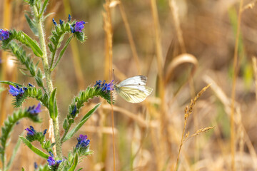 White Butterfly on Viper's Bugloss. A white butterfly with transparent wing veins sits on a viper's...