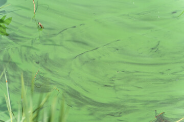 Algae on Water Surface. Greenish streaks run through stagnant water, presumably algae or cyanobacteria. The structure creates an abstract natural pattern.
