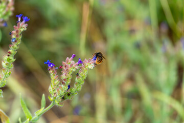 Bee on Flower. A bee collects nectar from a small, purple flower. The background blurs into a rich green.