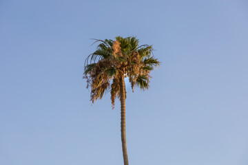 Sand dunes in the Maspalomas area of ​​Gran Canaria Spain