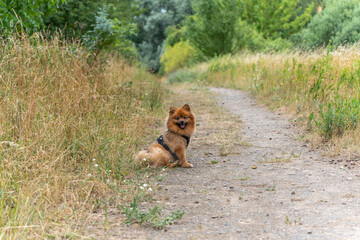 Dog on a Country Path. A small dog sits happily on a country path, surrounded by tall grass. The...