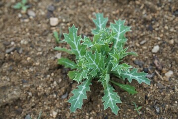 Young leaves of prickly poppy