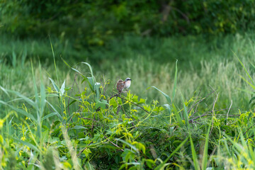 Red-backed Shrikes in the Wild. Amidst wild growth and climbing plants, two small birds sit...