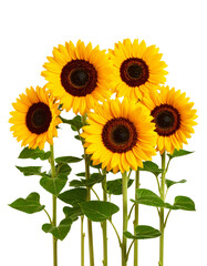Fototapeta premium Sunflower Field with Multiple Blooms, isolated on transparent background