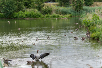 Geese and Ducks in a Pond. Many geese and ducks frolic on the shore and in the water. A goose...