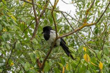 Magpie in the branches among green leaves. A magpie with glossy plumage sits in dense branches. The green surroundings provide it with perfect camouflage.
