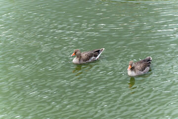 Two greylag geese swim next to each other. The geese move synchronously through the water. Their...