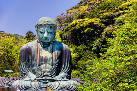 View of the Great Bronze Buddha statue, its weathered details contrasting with the vibrant green foliage, under a clear blue sky, Kamakura, Kanagawa, Japan.
