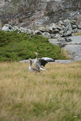 Obraz premium The Grey Geese