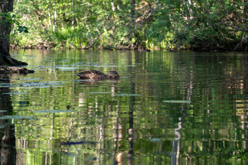 Couple of mallard ducks swimming peacefully on a calm lake reflecting the surrounding summer trees
