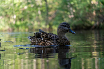 Couple of mallard ducks swimming peacefully on a calm lake reflecting the surrounding summer trees