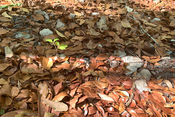 A young tree growing among dry leaves.