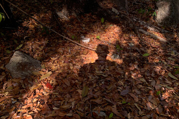 The shadow of an adult man on dry leaves.