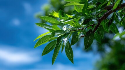 Obraz premium Lush green leaves on a branch against a bright blue sky.