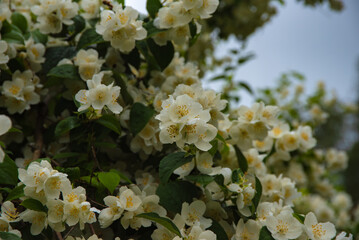 Clusters of fragrant white jasmine flowers in full bloom with deep green leaves, creating a lush...