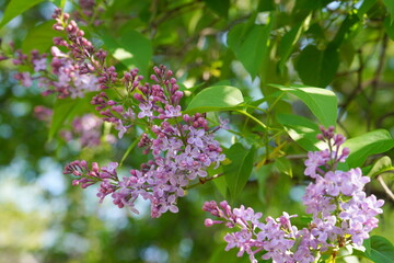 Closeup of purple syringa vulgaris (common lilac) flowers and green leaves in the sunlight in spring