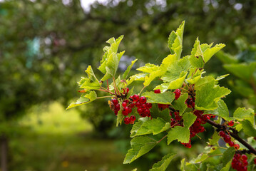 Clusters of ripe red currants hang on a leafy branch in a lush garden, with vibrant green foliage...