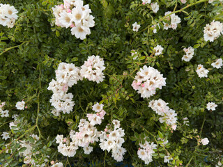 Close-up of blooming white and pink climbing roses on a lush green bush. Natural floral background...