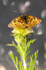 Butterfly resting on a flower during a sunny day in a serene garden