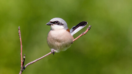 great tit parus major